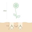 Exotenherz Blumenzwiebeln - Kilikischer Winterling Eranthis Cilicica (25 Stück) Durchmesser 4-5cm