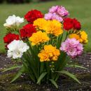 Exotenherz Blumenzwiebeln - Freesia Double Mix (40...