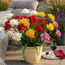 Exotenherz Blumenzwiebeln - Freesia Double Mix (40...