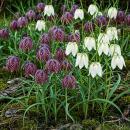 Exotenherz Blumenzwiebeln - Schachbrettblume Fritillaria...