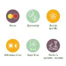 Exotenherz Blumenzwiebeln - Fritillaria imperialis Mix  Kaiserskrone versch. Farben  (3 Stück)