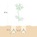 Exotenherz Blumenzwiebeln - Fritillaria imperialis Mix  Kaiserskrone versch. Farben  (3 Stück)