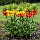 Exotenherz Flower bulbs - Imperial Crown Fritillaria...