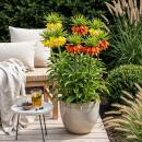 Exotenherz Flower bulbs - Imperial Crown Fritillaria...
