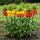 Exotenherz Flower bulbs - Imperial Crown Fritillaria imperialis Mix various colors colors (3 pieces)