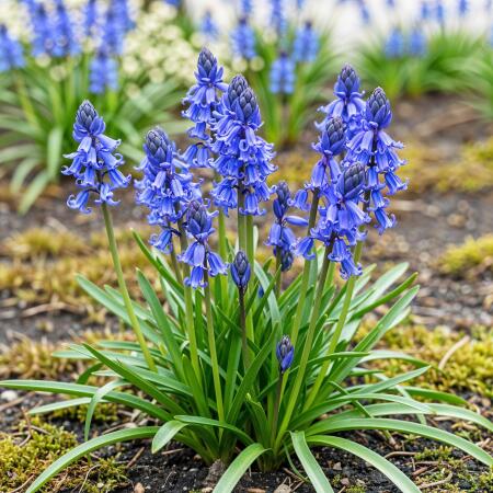 Exotenherz Blumenzwiebeln - engl. Hasenglöckchen Hyacinthoides non Scripta blau ( 20 Stück) Durchmesser 7-8cm