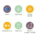 Exotenherz Blumenzwiebeln - engl. Hasenglöckchen Hyacinthoides non Scripta blau ( 20 Stück) Durchmesser 7-8cm