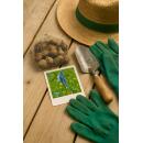 Exotenherz Blumenzwiebeln - engl. Hasenglöckchen Hyacinthoides non Scripta blau ( 20 Stück) Durchmesser 7-8cm