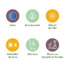 Exotenherz Blumenzwiebeln - engl. Hasenglöckchen Hyacinthoides non Scripta blau ( 20 Stück) Durchmesser 7-8cm