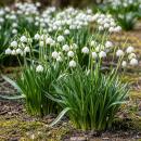 Exotenherz Blumenzwiebeln - Sommerknotenblume Leucojum...