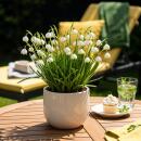 Exotenherz Blumenzwiebeln - Sommerknotenblume Leucojum...