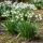 Exotenherz Blumenzwiebeln - Sommerknotenblume Leucojum Aestivum - weiss (20 Stück) Durchmesser 8-9cm