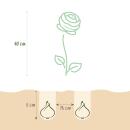 Cœur dexotisme bulbes à fleurs - Renoncules Ranunculus mélange de couleurs (40 pièces) diamètre 5-6cm