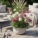 Exotenherz Blumenzwiebeln - Ranunkeln Ranunculus...