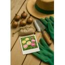 Exotenherz Blumenzwiebeln - Ranunkeln Ranunculus Pastellfarben-Mix (40 Stück) Durchmesser 5-6cm