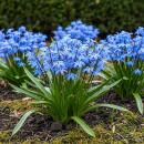 Exotenherz Blumenzwiebeln - Blaustern Scilla Siberica (50...
