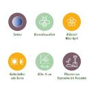 Exotenherz Blumenzwiebeln - Blaustern Scilla Siberica (50 Stück) Durchmesser 7-8cm