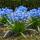 Exotenherz Blumenzwiebeln - Blaustern Scilla Siberica (50 Stück) Durchmesser 7-8cm