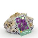 Exotenherz Blumenzwiebeln - Zierlauch Allium Purple Rain...