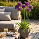 Exotenherz Blumenzwiebeln - Zierlauch Allium Purple Rain ( 40 Stück)