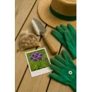 Exotenherz Blumenzwiebeln - Zierlauch Allium Purple Rain ( 40 Stück)