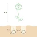 Exotenherz Blumenzwiebeln - Zierlauch Allium Purple Rain ( 40 Stück)