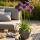 Exotenherz Blumenzwiebeln - Zierlauch Allium Purple Rain ( 40 Stück)