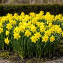 Exotenherz Blumenzwiebeln - Narzisse Narcissus...
