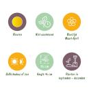 Exotenherz Blumenzwiebeln - Narzisse Narcissus Tete-a-Tete (50 Stück) Durchmesser 10-12cm