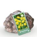 Exotenherz Blumenzwiebeln - Narzisse Narcissus...