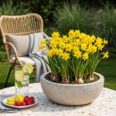 Exotenherz Blumenzwiebeln - Narzisse Narcissus Tete-a-Tete (50 Stück) Durchmesser 10-12cm