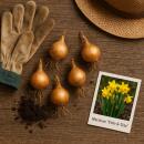 Exotenherz Blumenzwiebeln - Narzisse Narcissus Tete-a-Tete (50 Stück) Durchmesser 10-12cm