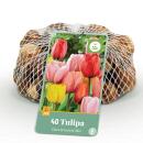 Exotenherz Blumenzwiebeln - Tulpen bunte Mischung Darwin...