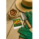 Exotenherz Blumenzwiebeln - Tulpen bunte Mischung Darwin Hybride Mix (40 Stück) Durchmesser 10-12cm