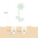 Exotenherz Blumenzwiebeln - Tulpen bunte Mischung Darwin Hybride Mix (40 Stück) Durchmesser 10-12cm