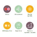 Exotenherz Blumenzwiebeln - Tulpen bunte Mischung pink und rot ( 40 Stück) Durchmesser 10-12cm