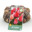 Exotenherz Blumenzwiebeln - Tulpen bunte Mischung pink...