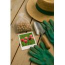 Exotenherz Blumenzwiebeln - Tulpen bunte Mischung pink und rot ( 40 Stück) Durchmesser 10-12cm