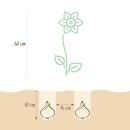 Exotenherz Blumenzwiebeln - Tulpen bunte Mischung pink und rot ( 40 Stück) Durchmesser 10-12cm