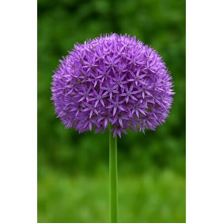 Exotenherz Blumenzwiebeln - Zierlauch Allium Globemaster 5 ( Stück )