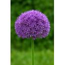 Exotenherz Blumenzwiebeln - Zierlauch Allium Globemaster...