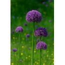 Exotenherz Blumenzwiebeln - Zierlauch Allium Globemaster...
