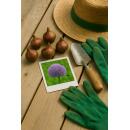 Exotenherz Blumenzwiebeln - Zierlauch Allium Globemaster 5 ( Stück )