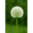 Exotenherz Blumenzwiebeln - Zierlauch Allium White Giant...