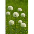 Exotenherz Blumenzwiebeln - Zierlauch Allium White Giant...