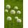 Exotenherz Blumenzwiebeln - Zierlauch Allium White Giant ( 5 Stück)