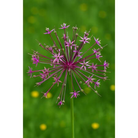 Exotenherz Blumenzwiebeln - Zierlauch Allium schubertii (5 Stück)