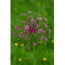 Exotenherz Blumenzwiebeln - Zierlauch Allium schubertii...