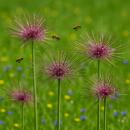Exotenherz Blumenzwiebeln - Zierlauch Allium schubertii...