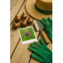 Exotenherz Blumenzwiebeln - Zierlauch Allium schubertii (5 Stück)